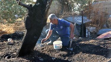 fotia_plomari_lesvos