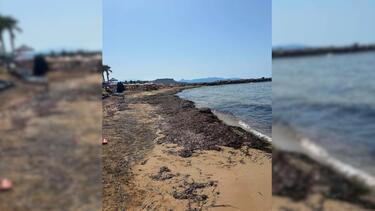 Παραλία, Κοκκίνη Χάνι, Φύκια