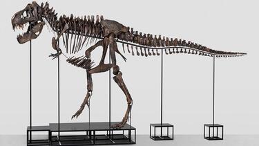 t rex