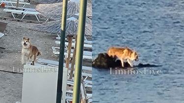 Λήμνος: Ένας σκανδαλιάρης σκύλος ξεσήκωσε το Λιμενικό