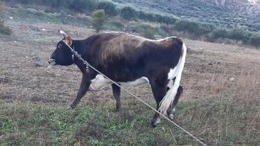 Του έκλεψαν την αγελάδα και ξέσπασε στα κοινωνικά δίκτυα