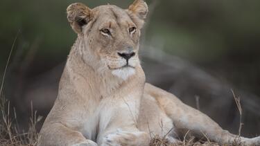 liontaria