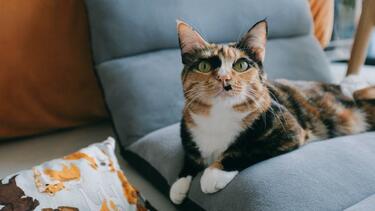cat