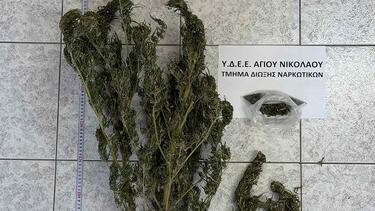 Δενδρύλλιο χασίς
