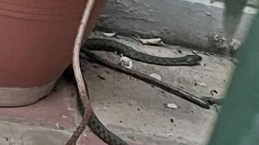 «Όφις έκανε... βόλτες ανάμεσα σε γλάστρες στα Εξάρχεια (ΦΩΤΟ)