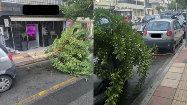 κλαδι δέντρου πατέλλες 