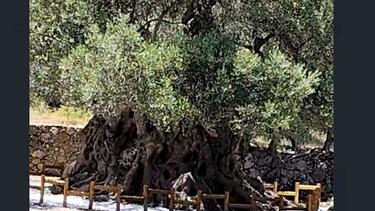 Αρχαία Μνημειακή Ελιά, Καβούσι