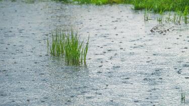 rain