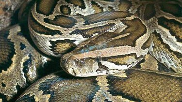 Ταϊλάνδη: 64χρονη πέρασε τέσσερις ώρες αγωνίας αγκαλιά με... πύθωνα