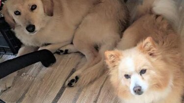 Δήμος Ηρακλείου: Προβολή ταινίας για τα κατοικίδια και την ευεργετική τους δράση σε ευπαθείς ομάδες 