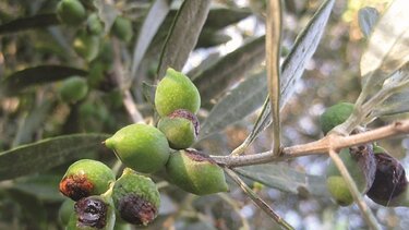 Εντατικοί οι ψεκασμοί κατά του δάκου - "Φάρμακα κι εργολάβοι υπάρχουν"