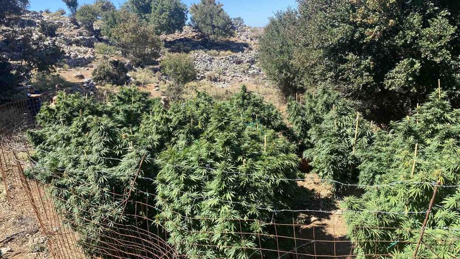 "Σάρωσαν" την ενδοχώρα του Ρεθύμνου - Εντοπίστηκαν 9 χασισοφυτείες