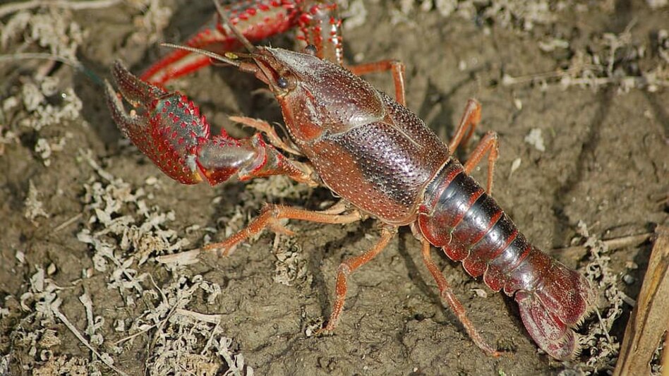 Μετά την πανώλη των αιγοπροβάτων, "συναγερμός" για την πανώλη της καραβίδας