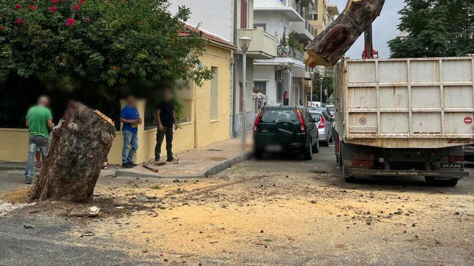 Ξεκινά η μαζική κοπή πεύκων στο Ηράκλειο