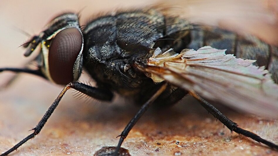 Πως να απαλλάξεις το σπίτι σου από τις μύγες