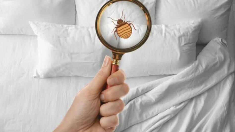 Ανθεκτικοί στα εντομοκτόνα οι κοριοί - Έρευνα του ΙΤΕ αποκαλύπτει