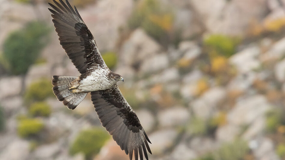Ελληνική Ορνιθολογική Εταιρεία: Οδηγίες στους πολίτες για τη διάσωση των μορφών άγριας ζωής