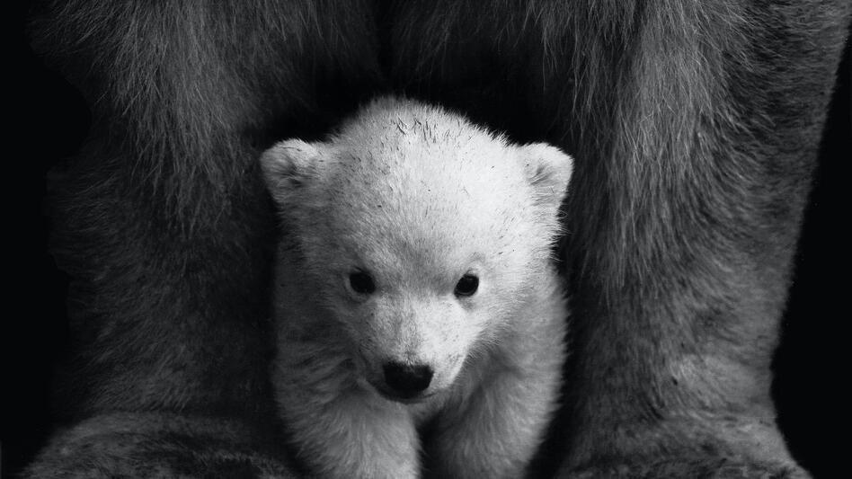 Κλιματική κρίση: Ποια ζώα κινδυνεύουν περισσότερο με εξαφάνιση