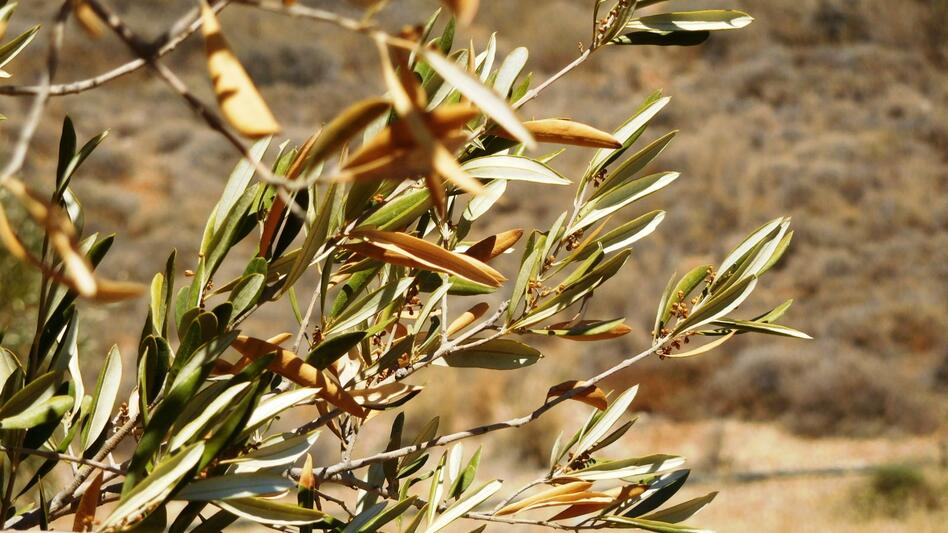 Ελιά: Με εργαλείο την Τεχνητή Νοημοσύνη η συγκομιδή