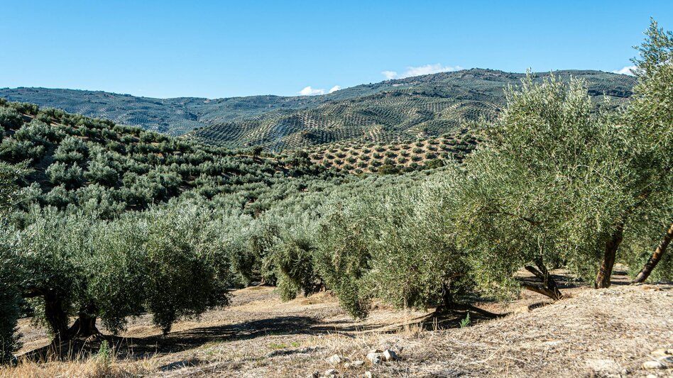Χανιά: Συνελήφθη ο 57χρονος που τραυμάτισε συγχωριανό του σε καυγά για αγροζημιές