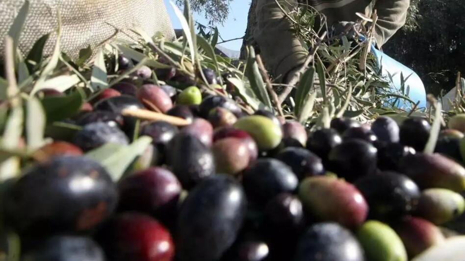Κρήτη: Το δυσβάσταχτο κόστος παραγωγής ελαιολάδου "εξαφανίζει" το εισόδημα - Νούμερα και παραδείγματα