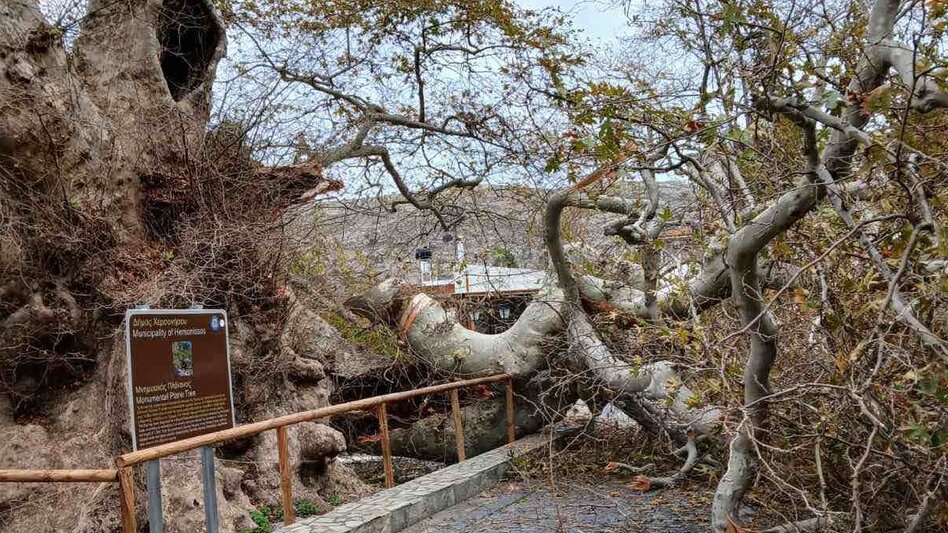 Έπεσε τμήμα του ιστορικού πλάτανου στο Κράσι - Δείτε φωτογραφίες