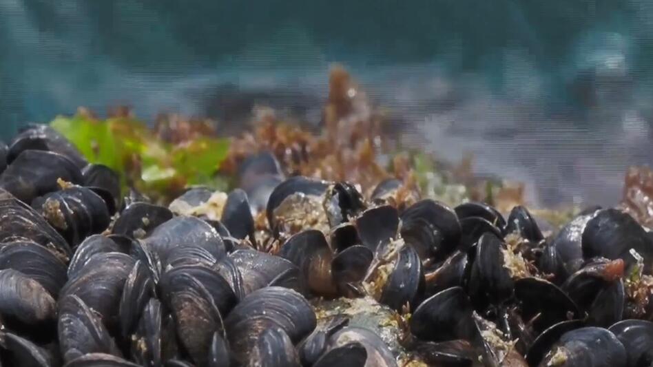 Πιο ανθεκτικά τα όστρακα μετά τους καύσωνες του περασμένου καλοκαιριού