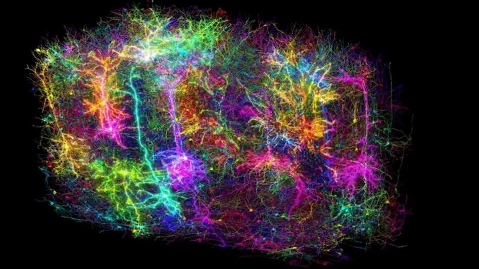 Ερευνητές δημιούργησαν τον πιο λεπτομερή χάρτη του εγκεφάλου θηλαστικού