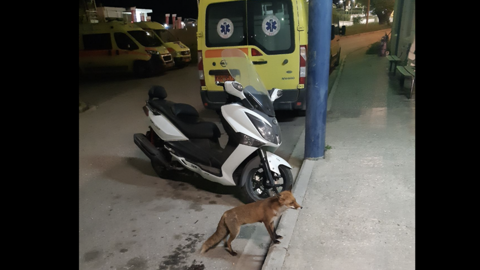 Λάρισα: Πεινασμένη αλεπού επισκέφθηκε τους εργαζόμενους στο ΕΚΑΒ και εκείνοι τη φρόντισαν με το παραπάνω