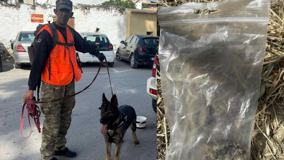 Γέμισαν το Πετροκεφάλι με φόλες - Νεκρά δέκα σκυλιά
