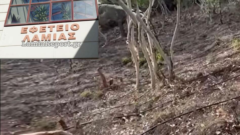 Χασισοφυτεία στις Λιβανάτες: Στη φυλακή ο αστυνομικός και οι 7 συγκατηγορούμενοί του