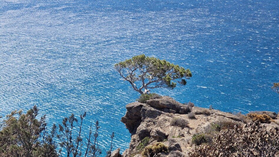 Φωτιά στην Ιεράπετρα: Η φύση στέλνει μήνυμα ελπίδας και αισιοδοξίας