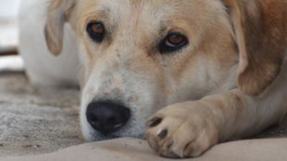 Φρίκη στην Κομοτηνή: Βρέθηκε σκύλος κρεμασμένος από δέντρο