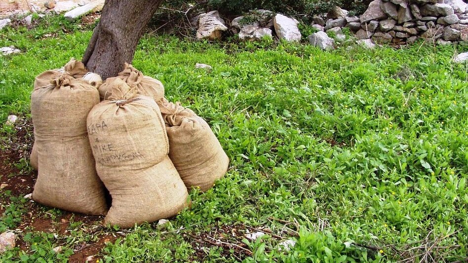 Στο...περίμενε για τα νέα φάρμακα της δακοκτονίας - Τι γίνεται με τον φάκελο για τη μειωμένη ελαιοπαραγωγή