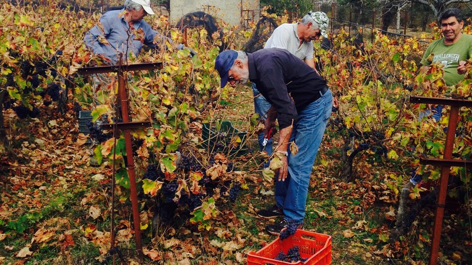 Ορεινός νυχτερινός τρύγος 