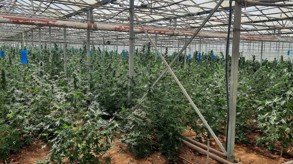 Μεσσαρά: Αθώος λόγω αμφιβολιών ο ενοικιαστής, 7 χρόνια κάθειρξη στον ιδιοκτήτη του θερμοκηπίου για τη γιγαντιαία χασισοφυτεία