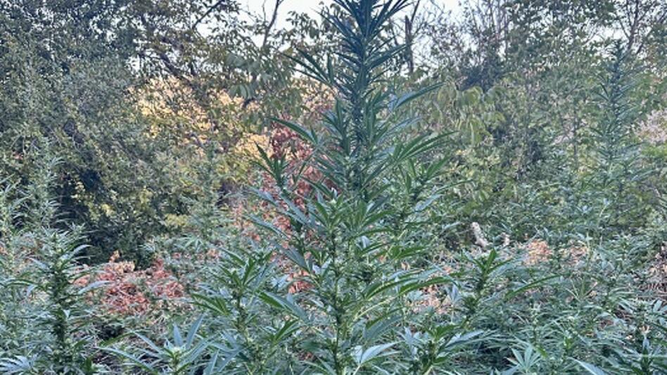 Μυλοπόταμος: "Τσάκωσαν" δύο μέσα σε χασισοφυτεία, ψάχνουν άλλους δύο που φέρονται να διέφυγαν