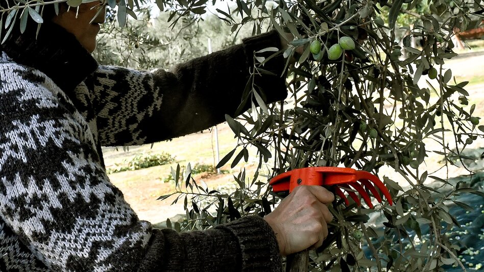Οικογενειακώς στο... χωράφι οι ελαιοπαραγωγοί - Απαγορευτικά τα μεροκάματα, "φτωχή" η συγκομιδή