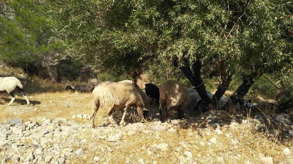 Έφτασαν στο "αμήν": καταστρέφεται η περιουσία τους, αλλά φοβούνται να μιλήσουν!