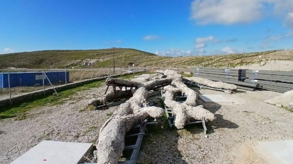 Μυτιλήνη: «Ξαναζεί» δένδρο ηλικίας 18 εκατομμυρίων ετών