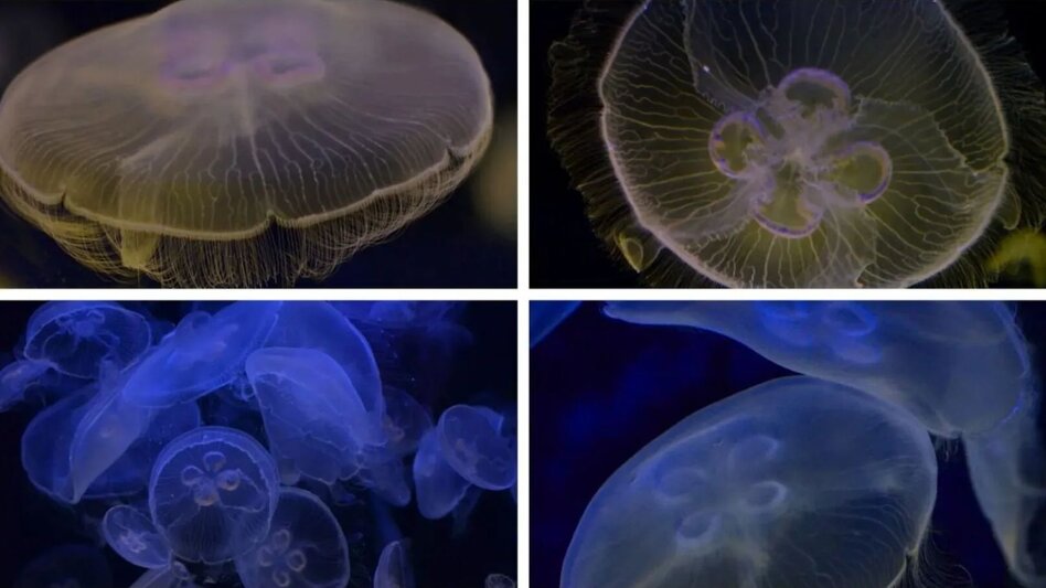 Μέδουσες… στο πιάτο! Οι επιστήμονες αναρωτιούνται αν θα τις τρώγατε!