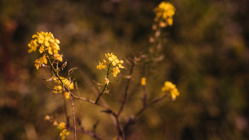 Το αντικαταθλιπτικό βότανο που φτιάχνει τη διάθεση