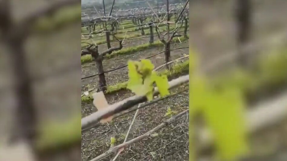 Ηράκλειο: "Πληγωμένα" τα αμπέλια από το χαλάζι - Εμφανέστατη η ζημιά στον ανθό