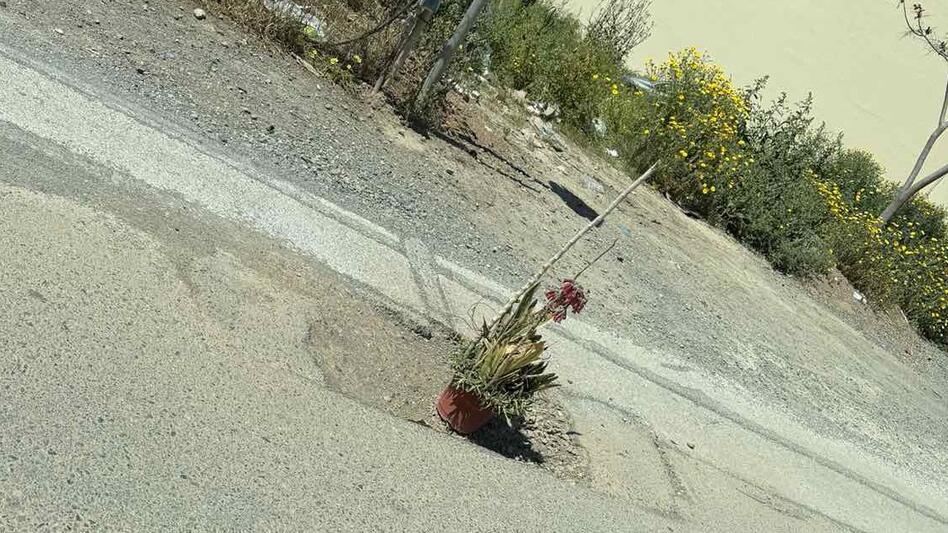 Η γλάστρα της οδού Ματθαιάκη ως... "σημαδούρα" για τη λακκούβα!