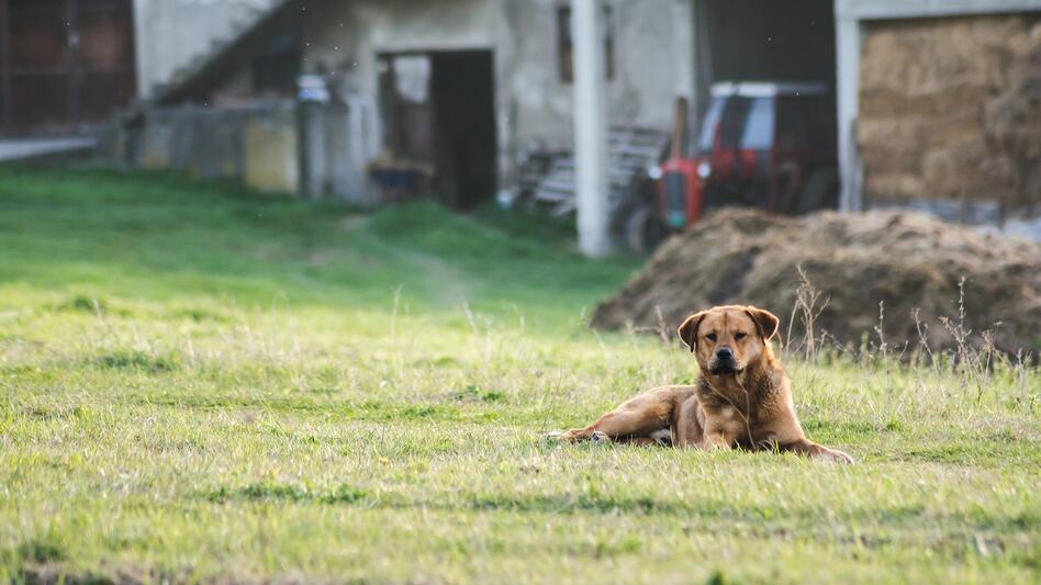 Μαχαίρωσε τρία άτομα γιατί ο σκύλος τους ούρησε το γκαζόν του - Δείτε βίντεο
