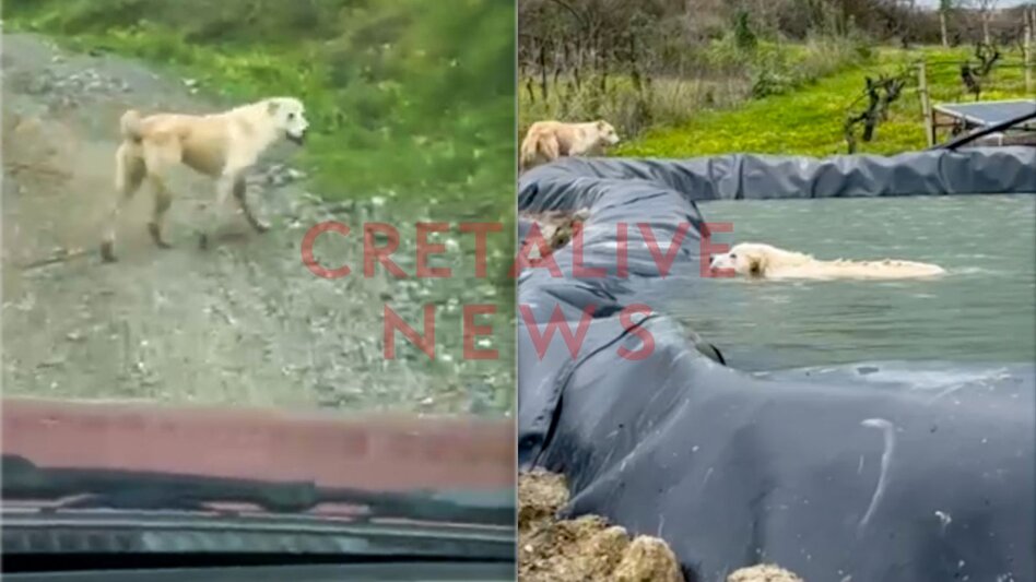 Συγκλονιστικό βίντεο: Σκυλίτσα... οδηγεί διασώστη για να σώσει το κουτάβι της