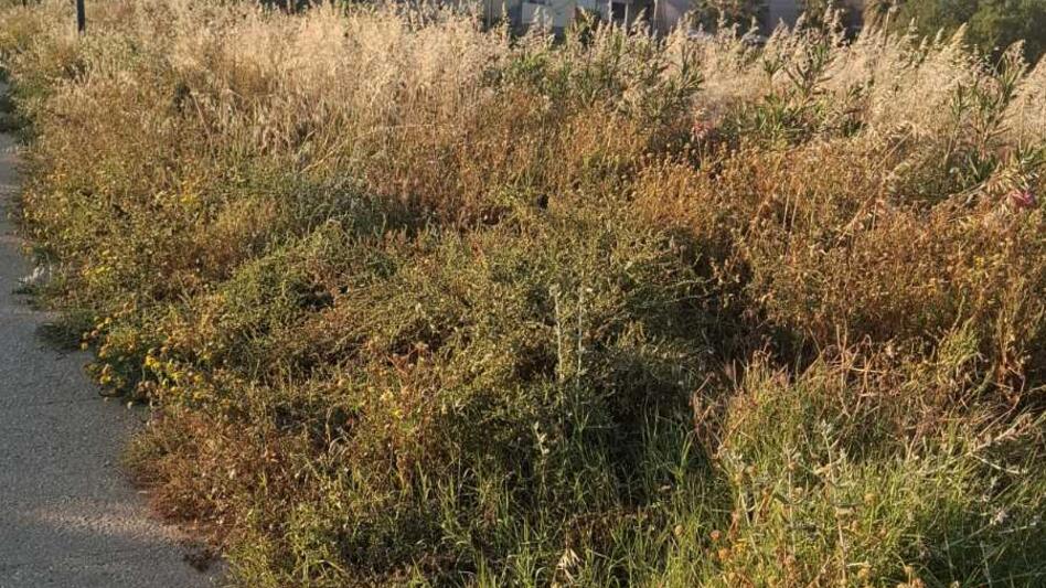Ξερά χόρτα και ανεξέλεγκτη βλάστηση στα Τείχη - Σε εξέλιξη οι παρεμβάσεις του Δήμου