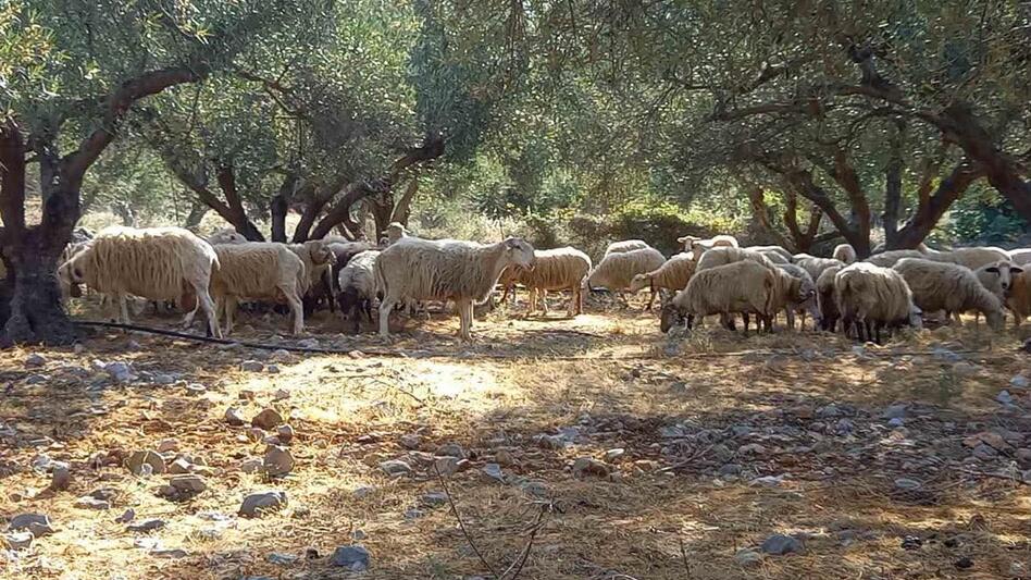 Ηράκλειο: Δήλωνε κοπάδι, αλλά δεν βρέθηκε ούτε ένα πρόβατο! Χειροπέδες σε δύο αδέλφια στο Μονοφάτσι