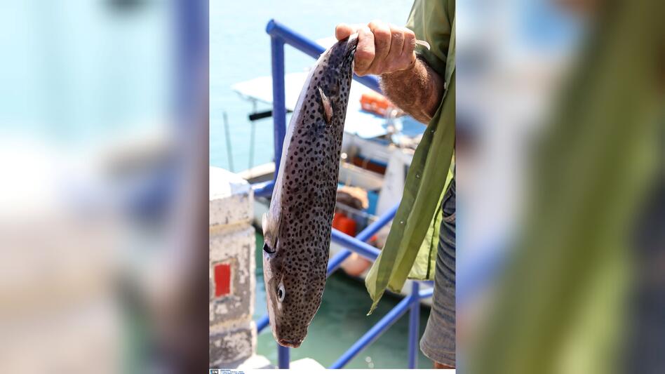 ΕΛΚΕΘΕ: “Ο λαγοκέφαλος δεν... τρώει ανθρώπους”