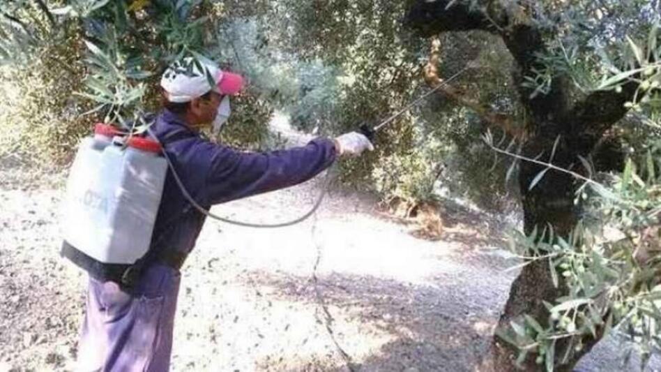 Ρέθυμνο - Δακοκτονία: Τέταρτος δολωματικός ψεκασμός... καιρού επιτρέποντος!